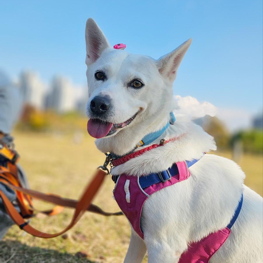 Enlarge Gaia, a Adoptable mixed breed in Westbrook , ME image 1/5