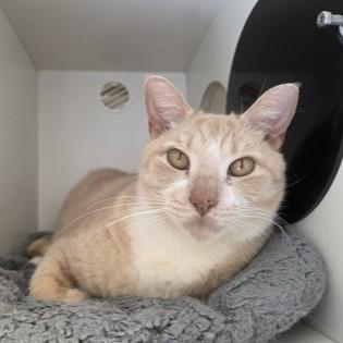 Enlarge Louisiana, an adoptable Domestic Short Hair in Phoenixville, PA image 3/5