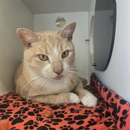 Enlarge Louisiana, an adoptable Domestic Short Hair in Phoenixville, PA image 4/5