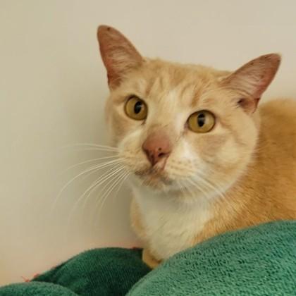 Enlarge Louisiana, an adoptable Domestic Short Hair in Phoenixville, PA image 5/5