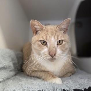 Enlarge Louisiana, an adoptable Domestic Short Hair in Phoenixville, PA image 1/5