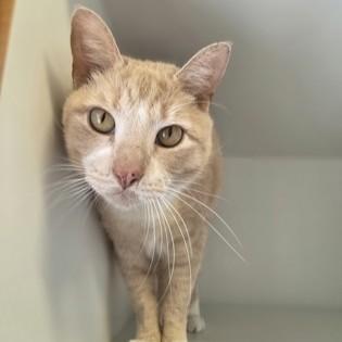 Enlarge Louisiana, an adoptable Domestic Short Hair in Phoenixville, PA image 2/5