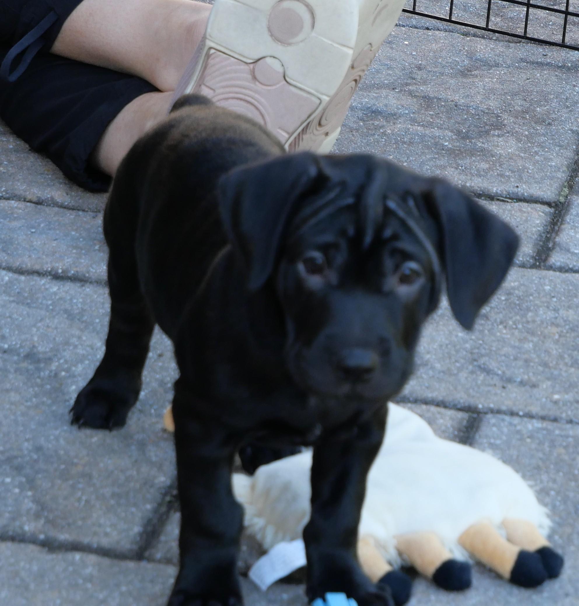 Enlarge Ember, a Adoptable Mixed Breed in Ellicott City, MD image 2/2