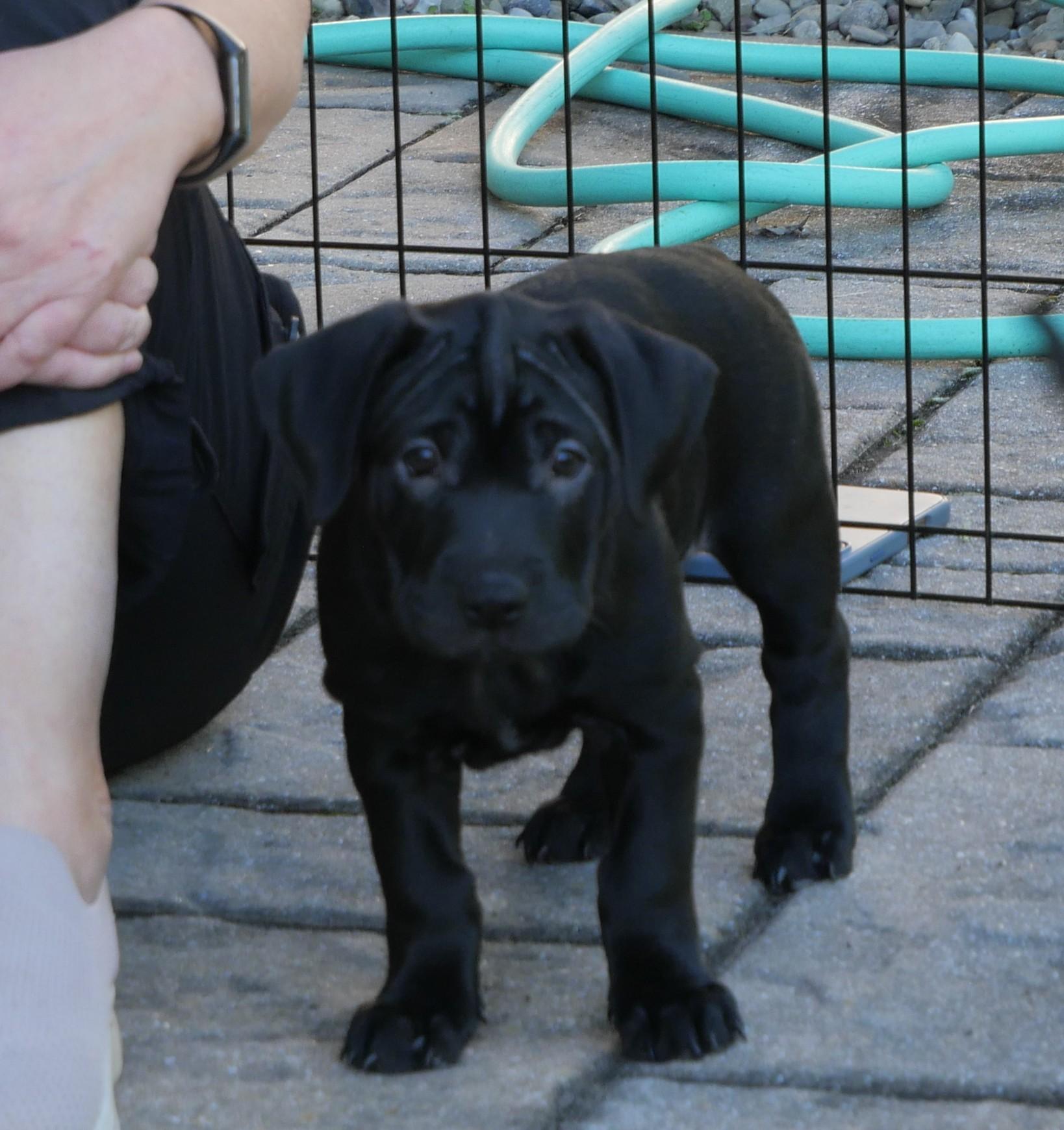 Ember, Adoptable, Puppy Female Mixed Breed.