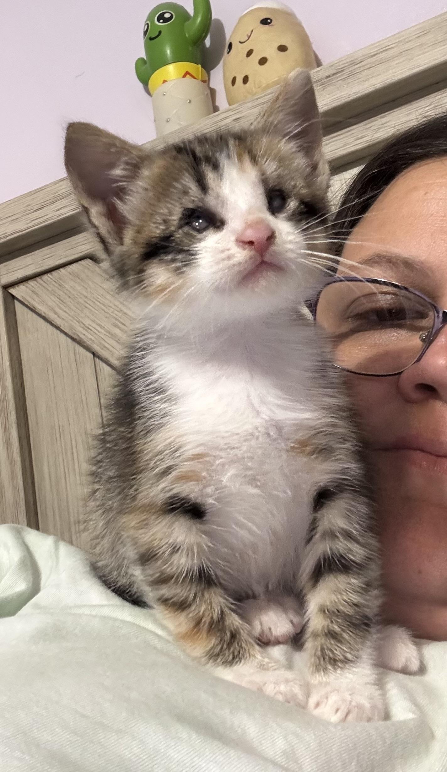 Enlarge Haven, an adopted Domestic Short Hair in GREENVILLE, NC image 1/1