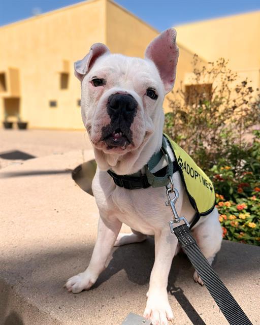 Enlarge CHARLIE, a Adoptable mixed breed in Chula Vista, CA image 1/1