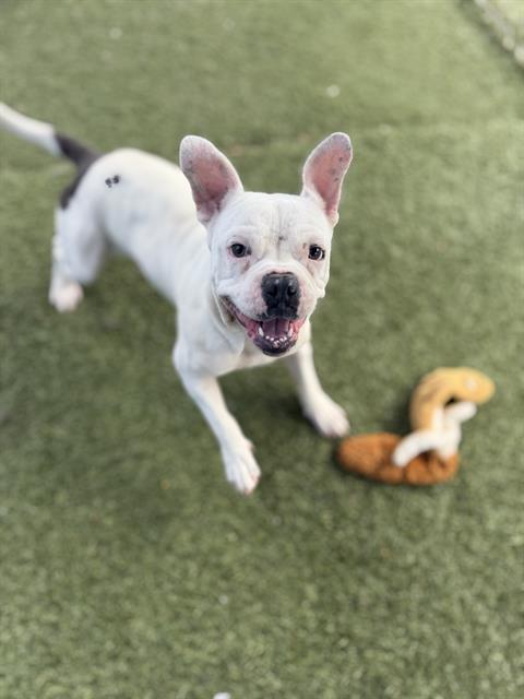 CHARLIE, Adoptable, Adult Male American Bulldog & Mixed Breed.