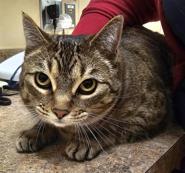 BLONDIE, Adoptable, Adult Female Domestic Short Hair.