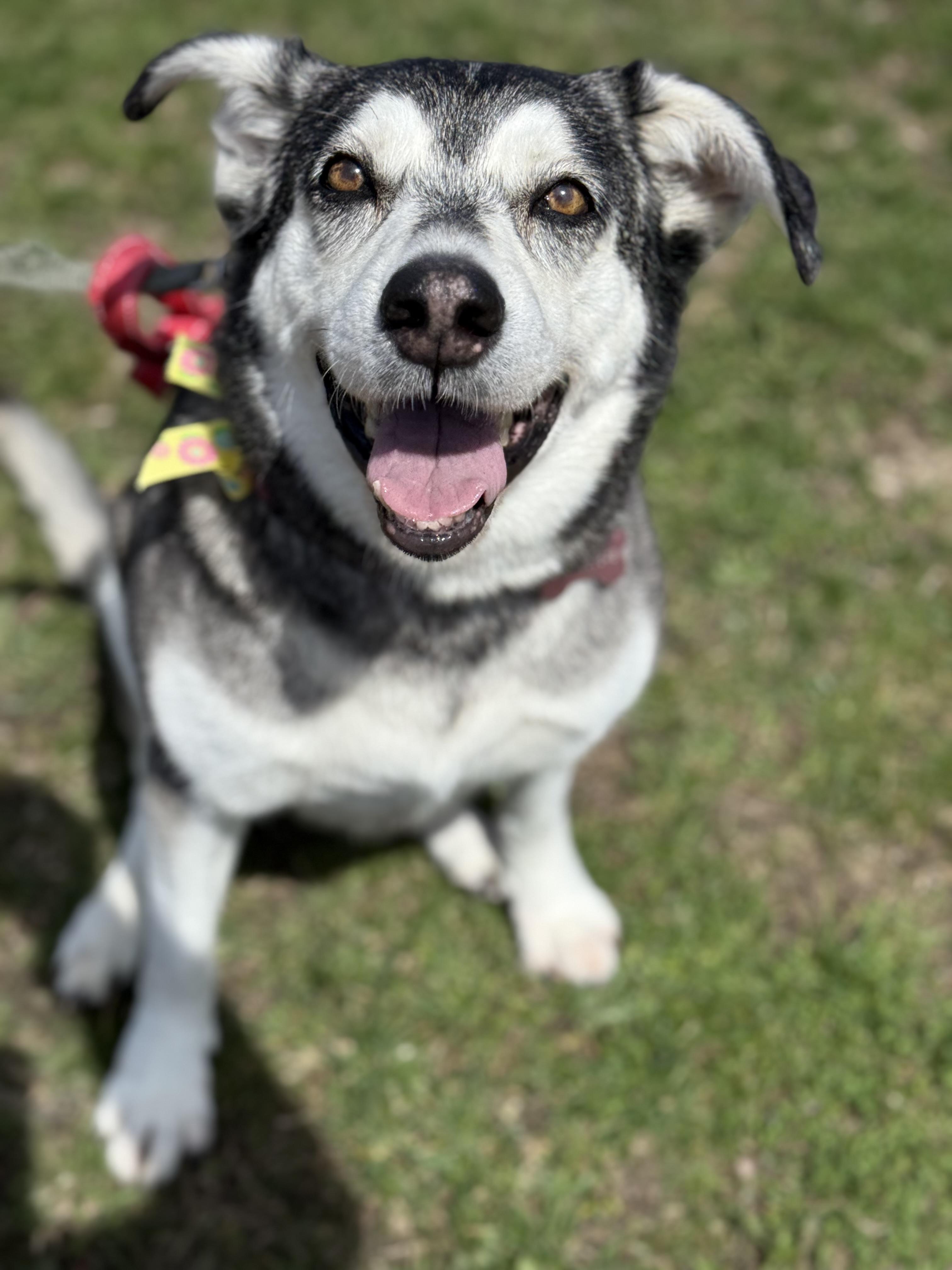 Enlarge Bubba, a ADOPTABLE Husky in Everett, ON image 3/5