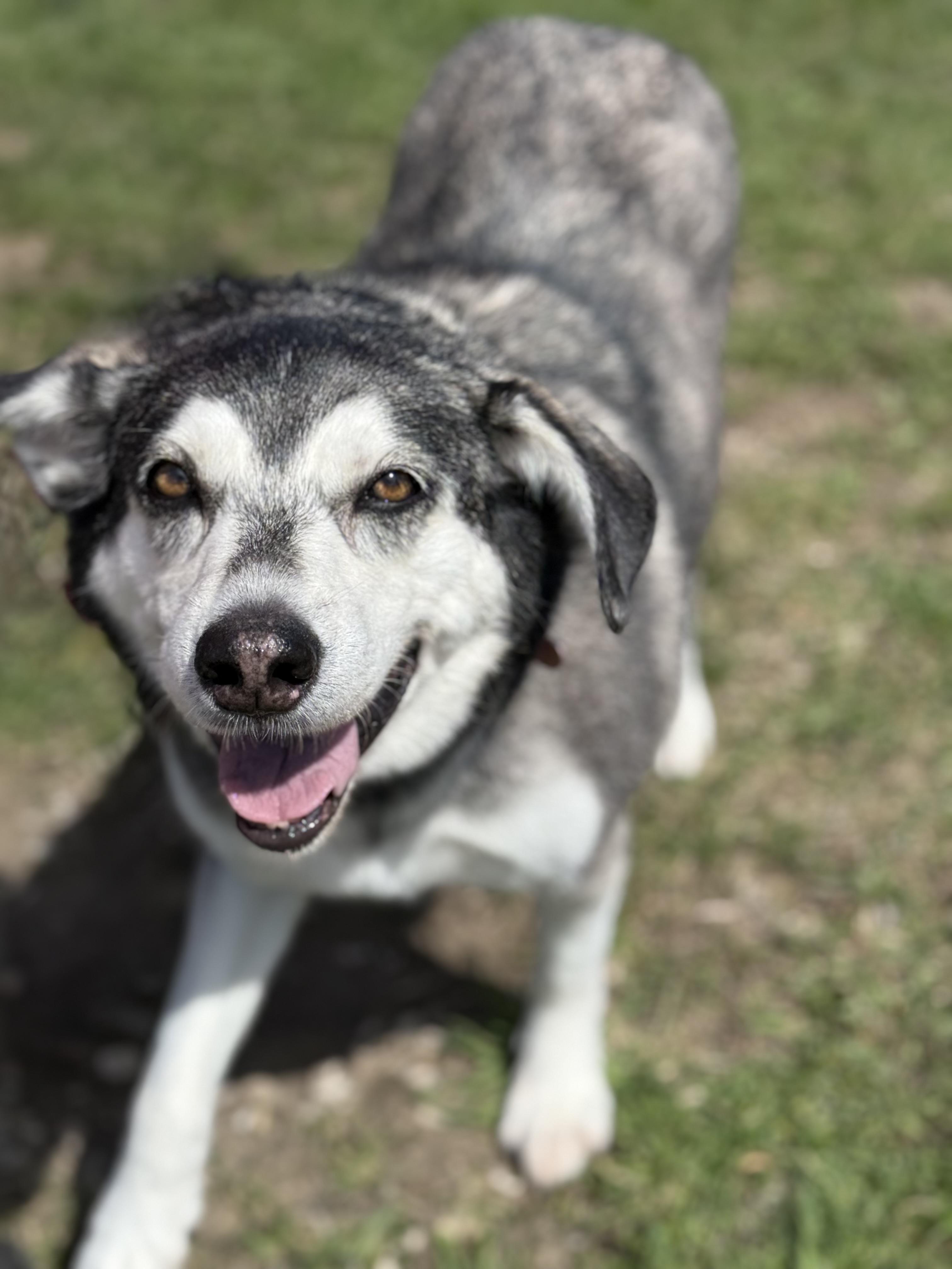 Enlarge Bubba, a ADOPTABLE Husky in Everett, ON image 2/5
