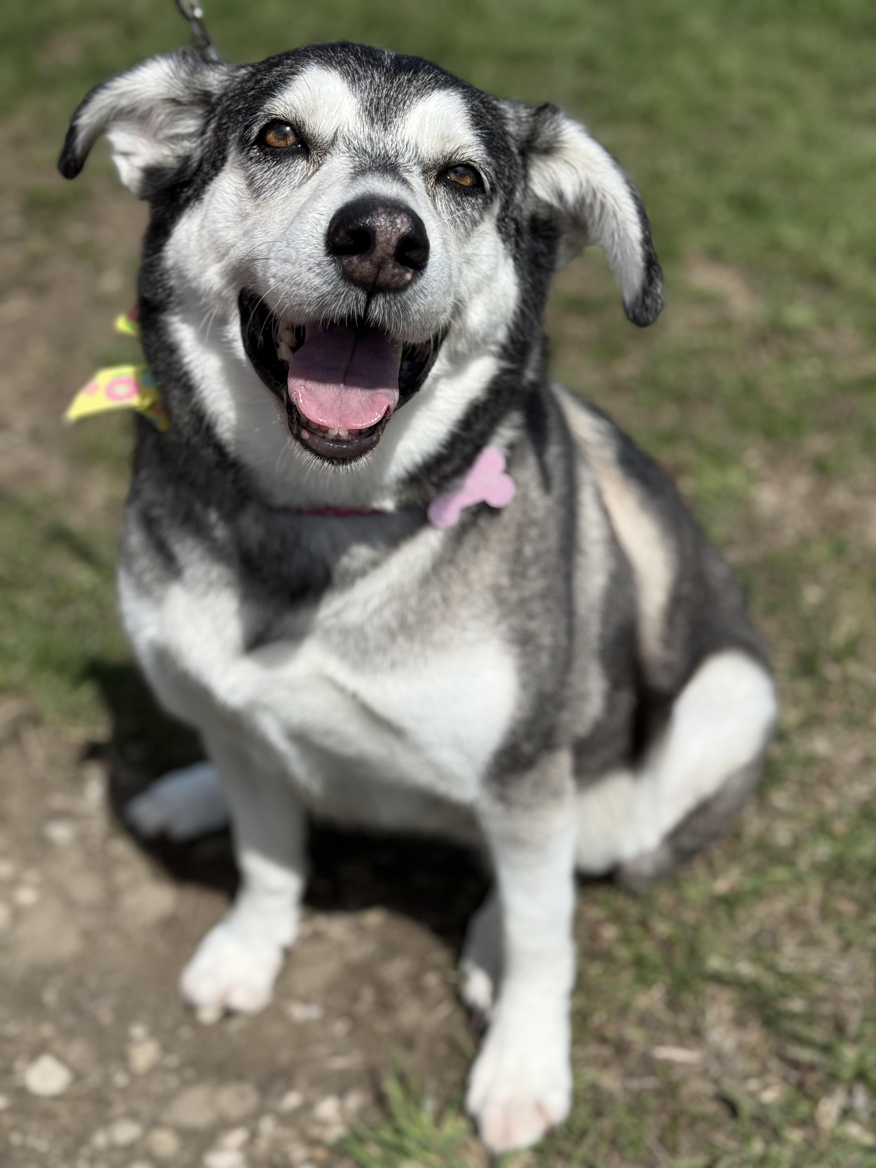 Enlarge Bubba, a ADOPTABLE Husky in Everett, ON image 4/5
