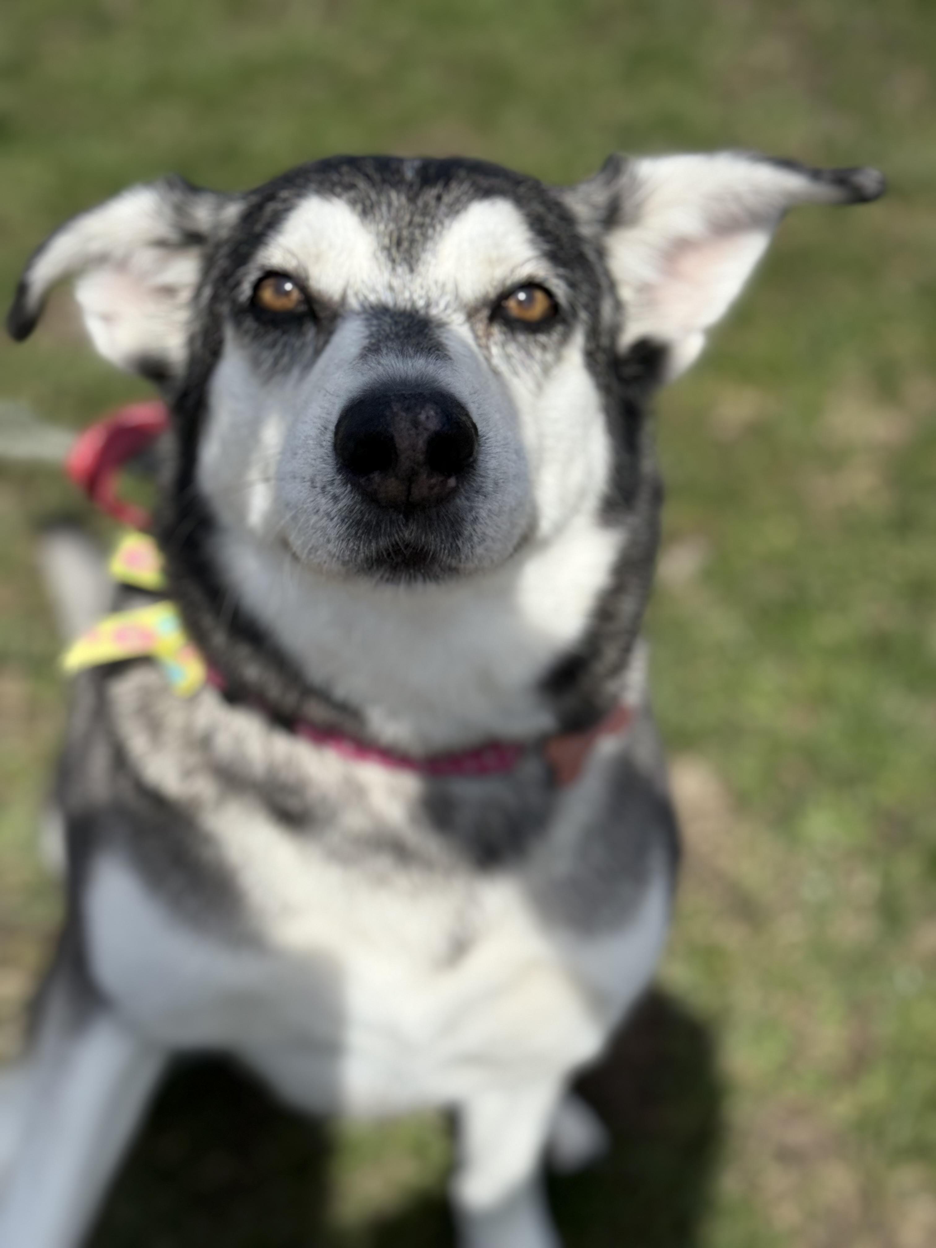 Enlarge Bubba, a ADOPTABLE Husky in Everett, ON image 5/5