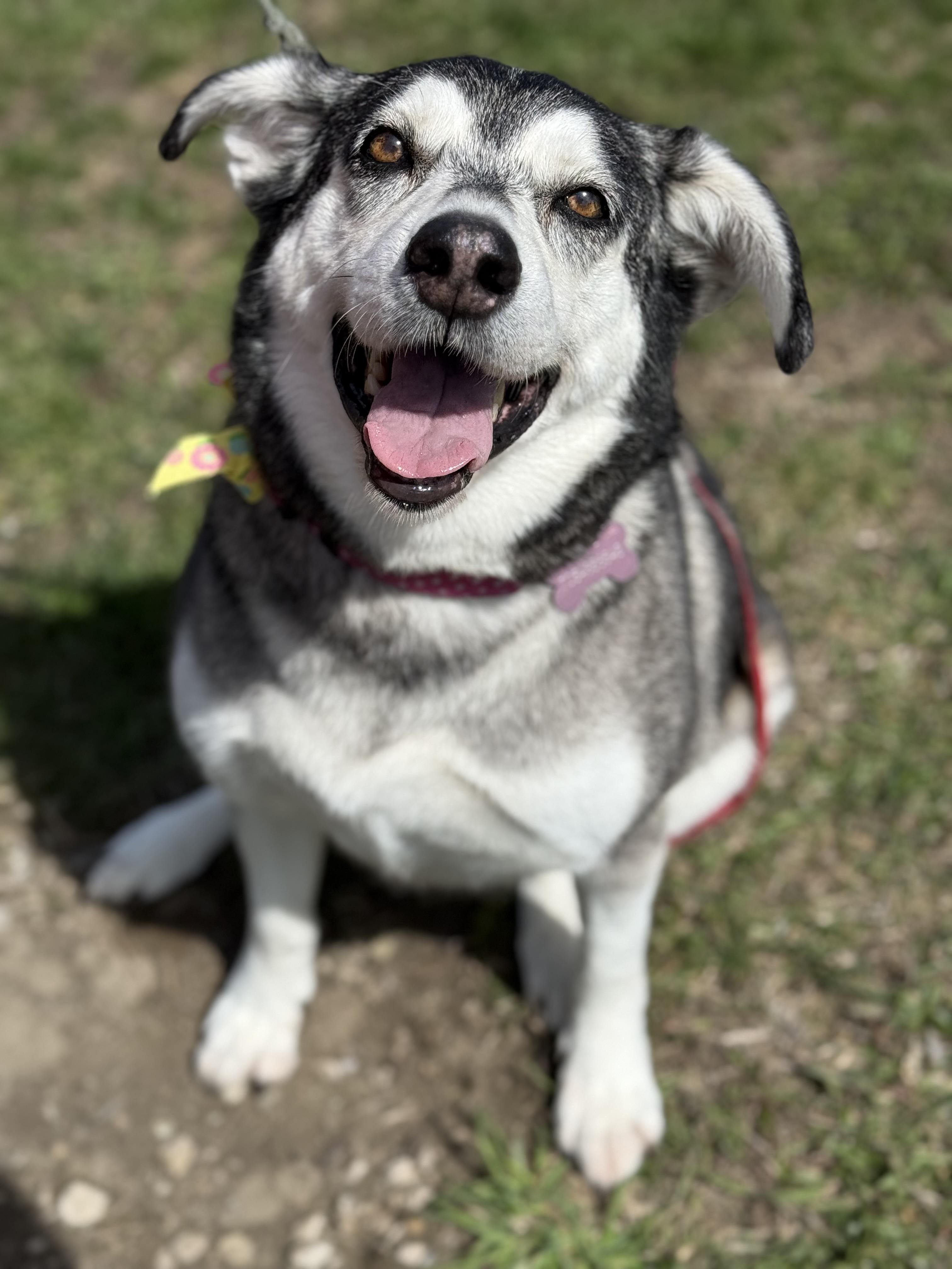 Bubba, ADOPTABLE, Senior Female Husky.