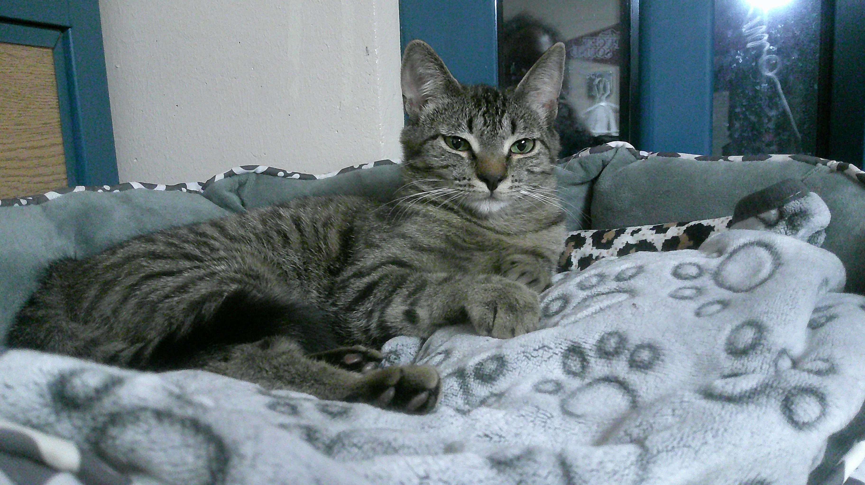 Enlarge Becky, a ADOPTABLE Domestic Short Hair in Gig Harbor, WA image 2/4