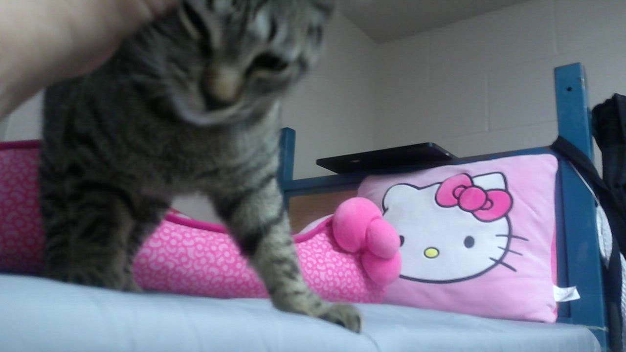 Enlarge Becky, a ADOPTABLE Domestic Short Hair in Gig Harbor, WA video 1/4