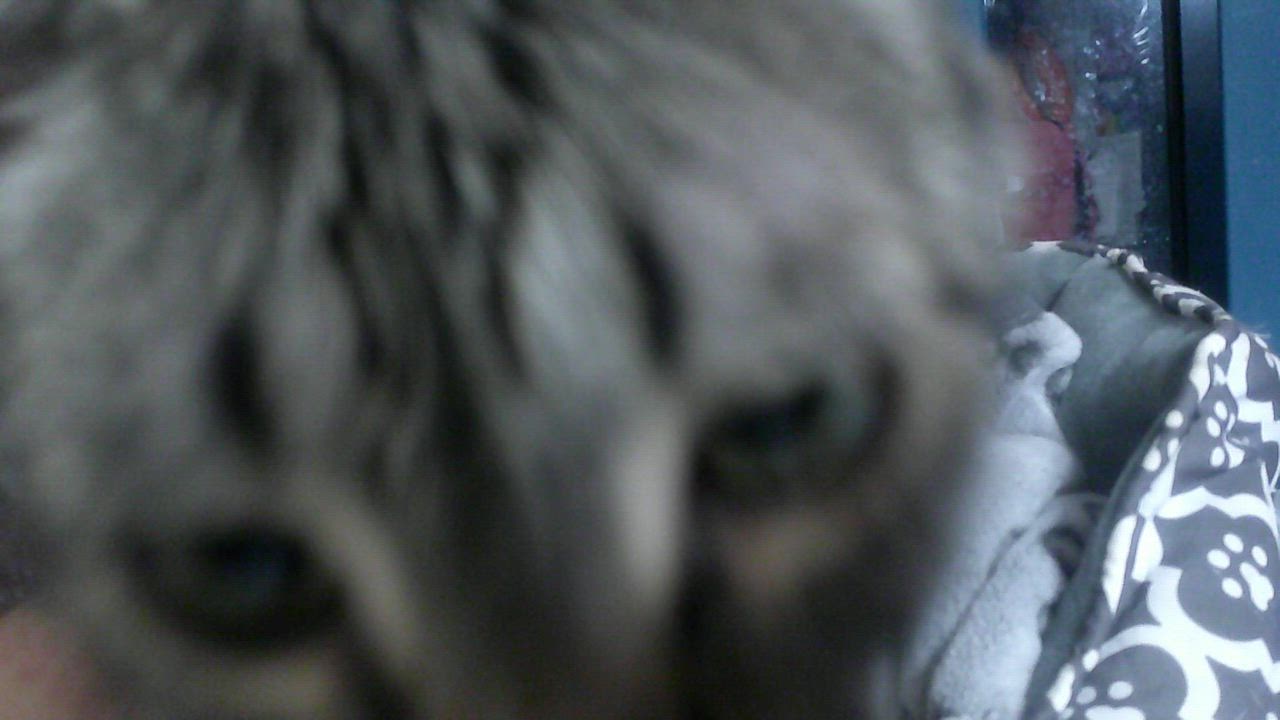 Enlarge Becky, a ADOPTABLE Domestic Short Hair in Gig Harbor, WA video 4/4