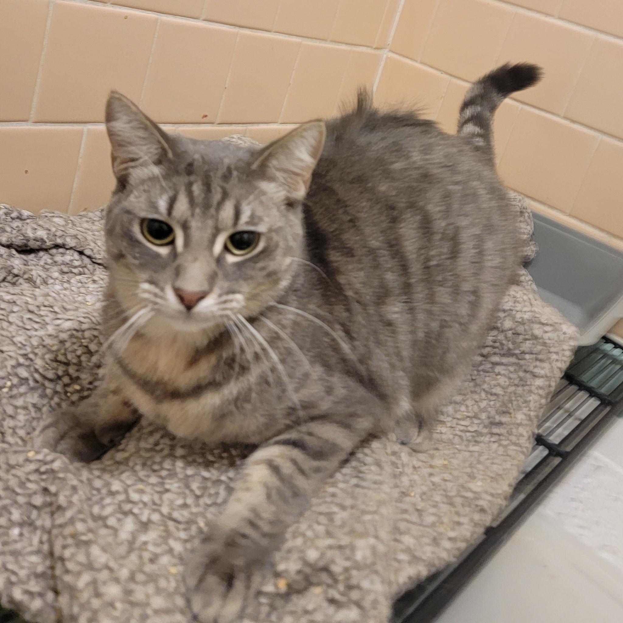Parrot, Young Male Domestic Short Hair