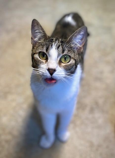 Isla, a Adoptable Domestic Short Hair in Duxbury, MA image 1/4