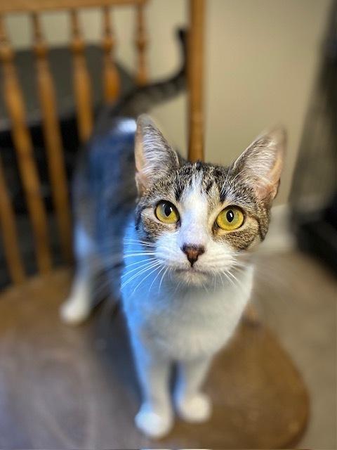 Isla, a Adoptable Domestic Short Hair in Duxbury, MA image 2/4