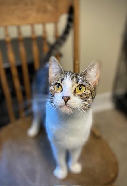 Isla, a Adoptable Domestic Short Hair in Duxbury, MA image 3/4