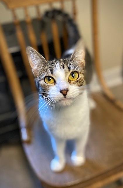 Isla, a Adoptable Domestic Short Hair in Duxbury, MA image 4/4