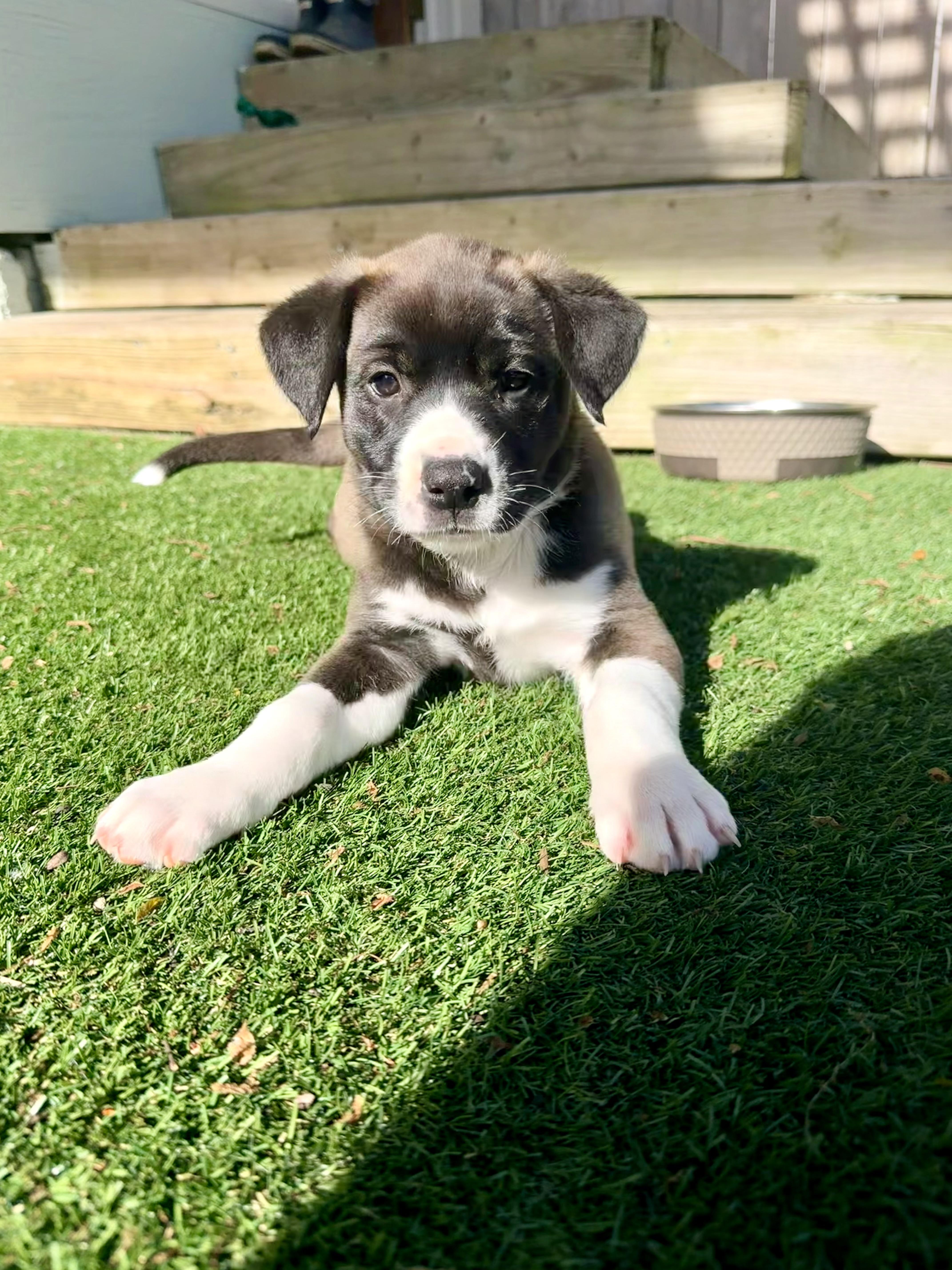 Enlarge Jolie, a Adoptable mixed breed in Parsippany , NJ image 2/3