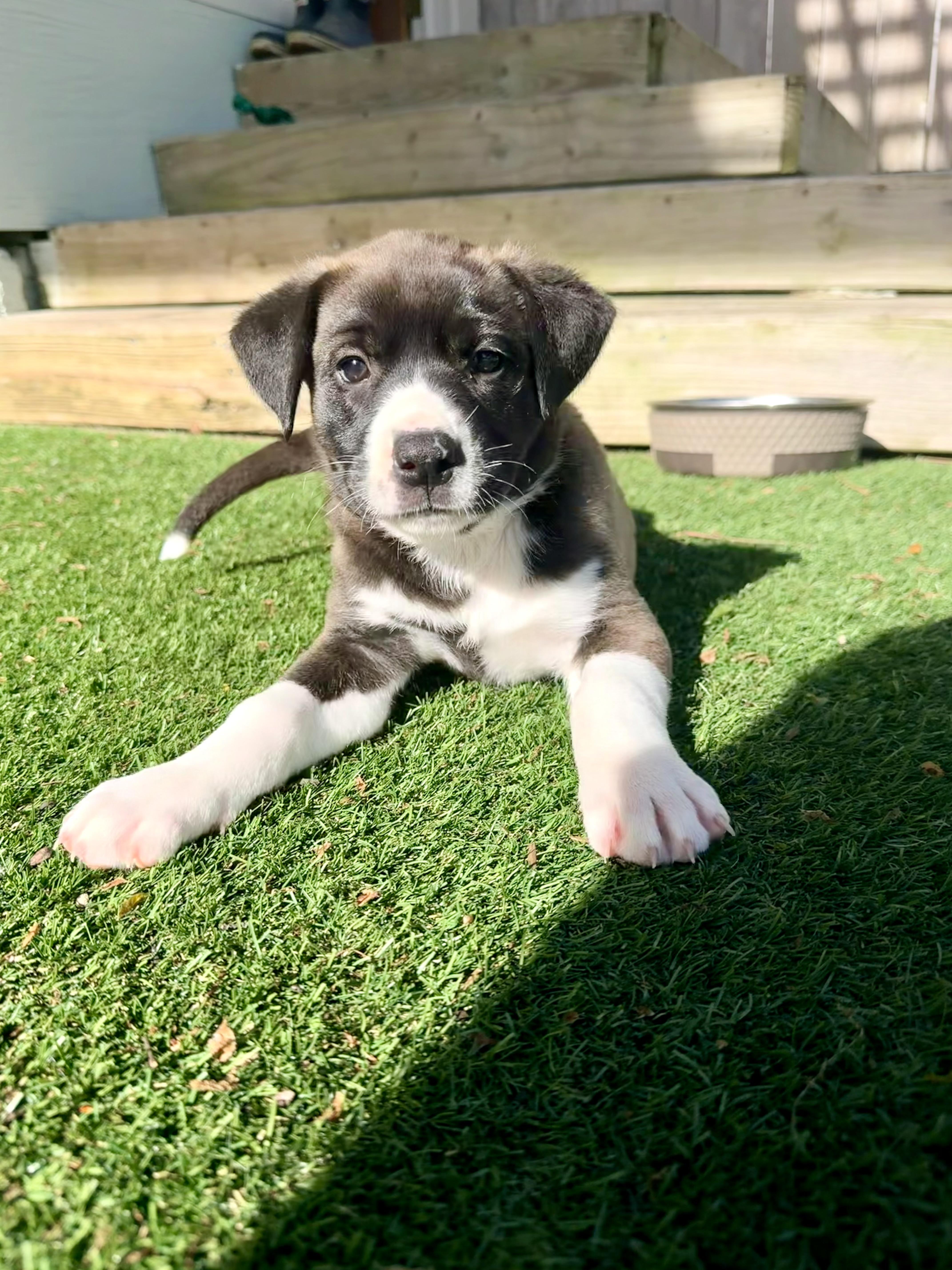 Enlarge Jolie, a Adoptable mixed breed in Parsippany , NJ image 1/3