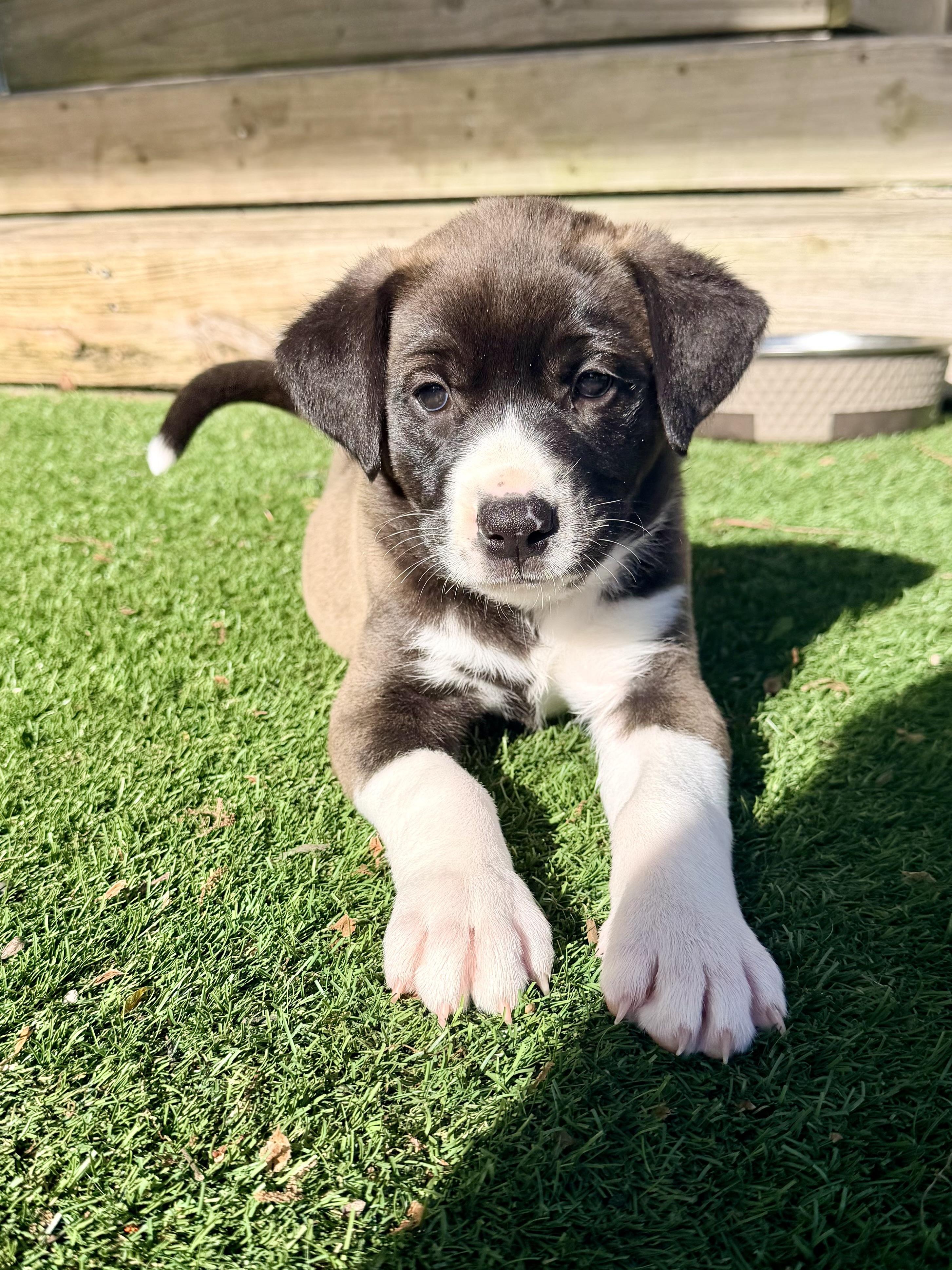 Enlarge Jolie, a Adoptable mixed breed in Parsippany , NJ image 3/3