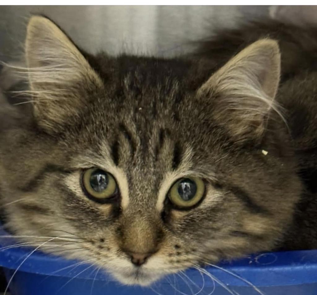 Farrah, a Adoptable mixed breed in Ontario, OR image 1/2