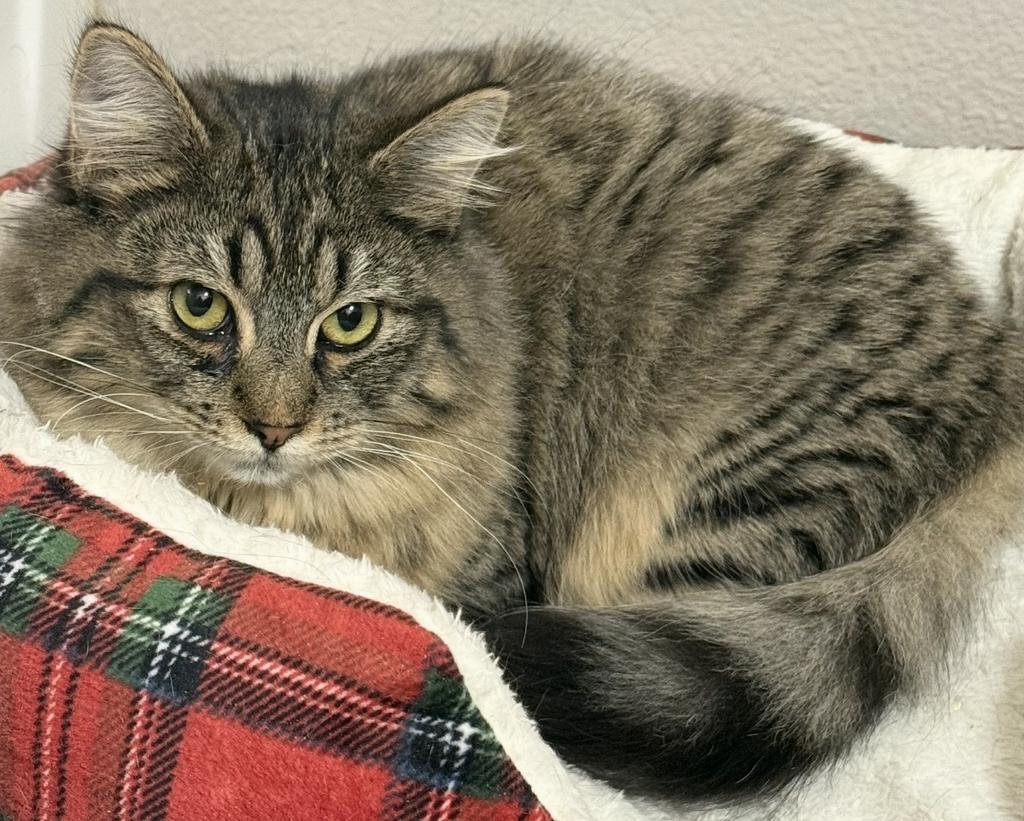 Farrah, a Adoptable mixed breed in Ontario, OR image 2/2