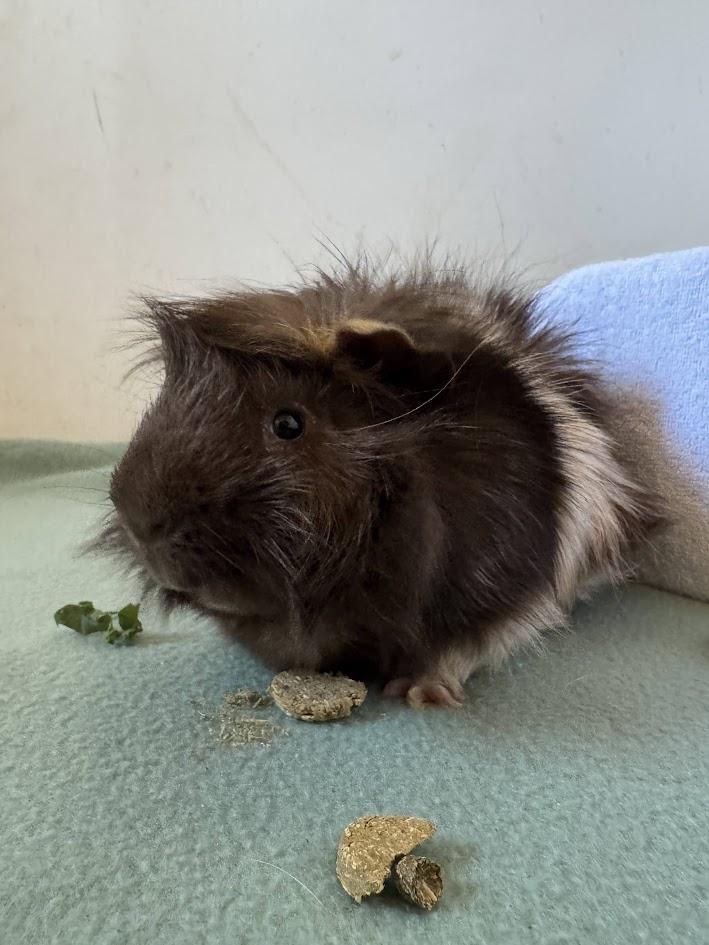 Enlarge Guido + Tito Bonded pair, a Adoptable Abyssinian in Sauk Village, IL image 3/4