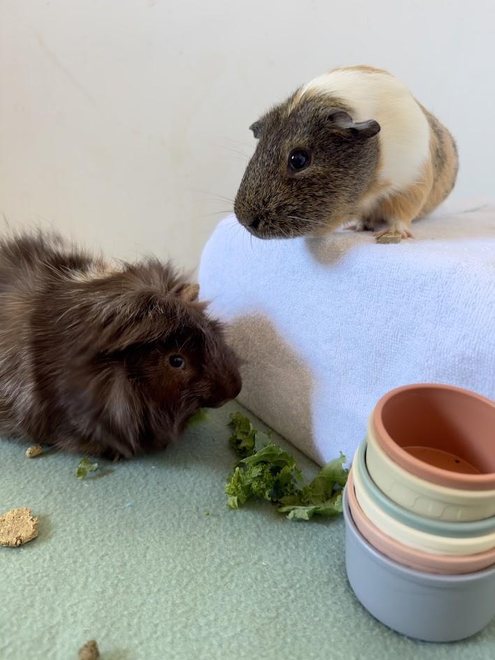 Enlarge Guido + Tito Bonded pair, a Adoptable Abyssinian in Sauk Village, IL image 1/4