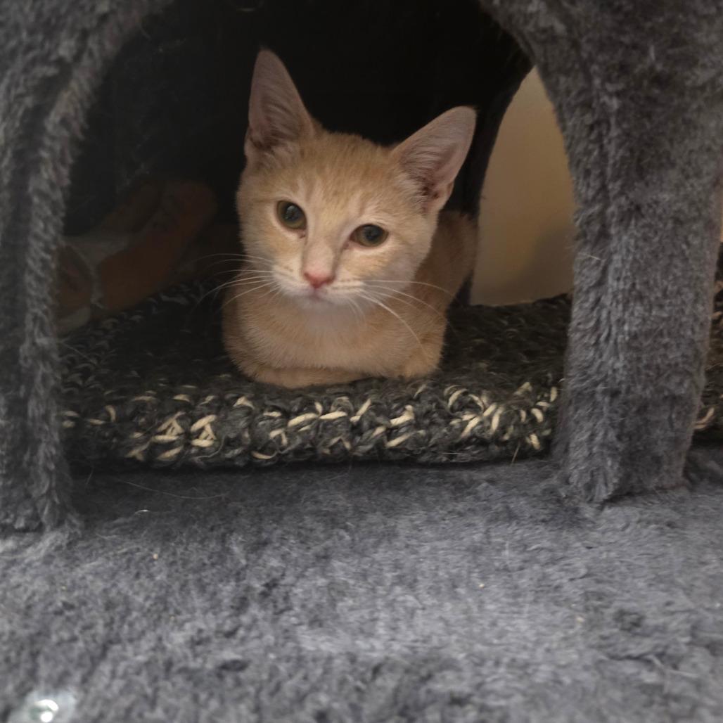 Honey, Adoptable, Young Female Domestic Short Hair.