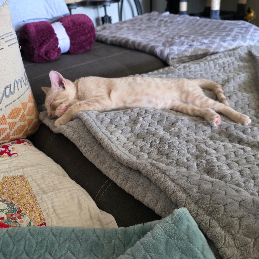 Enlarge Honey, a Adoptable Domestic Short Hair in Mount Vernon, IN image 2/5