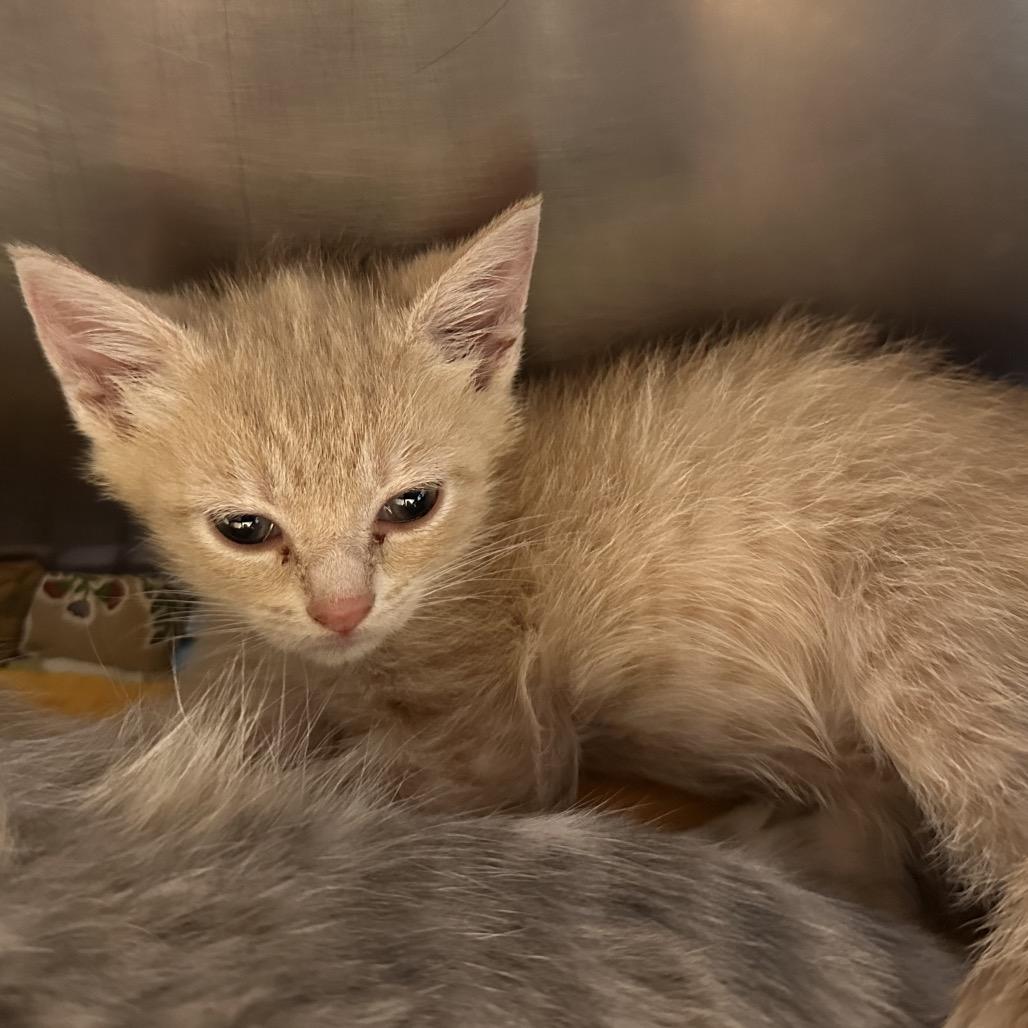 Enlarge Honey, a Adoptable Domestic Short Hair in Mount Vernon, IN image 3/5