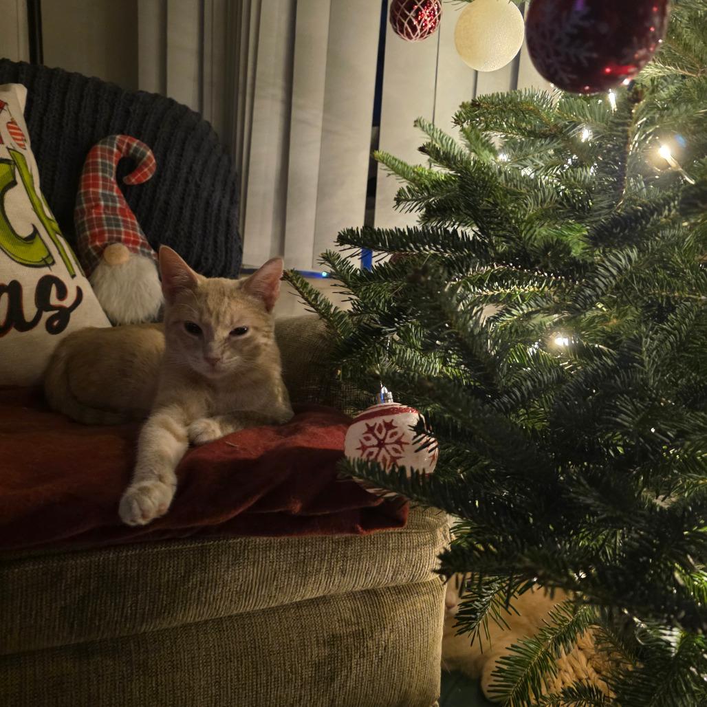 Enlarge Honey, a Adoptable Domestic Short Hair in Mount Vernon, IN image 4/5