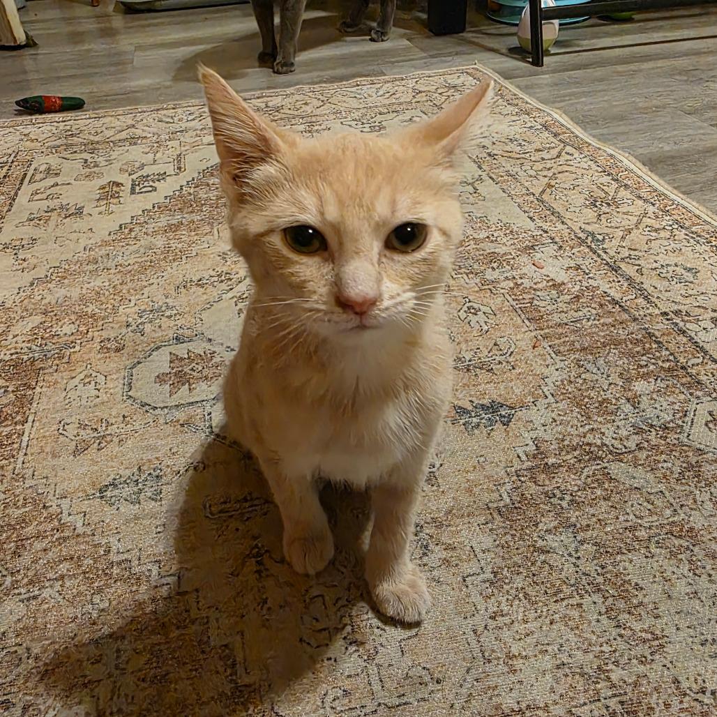 Enlarge Honey, a Adoptable Domestic Short Hair in Mount Vernon, IN image 5/5