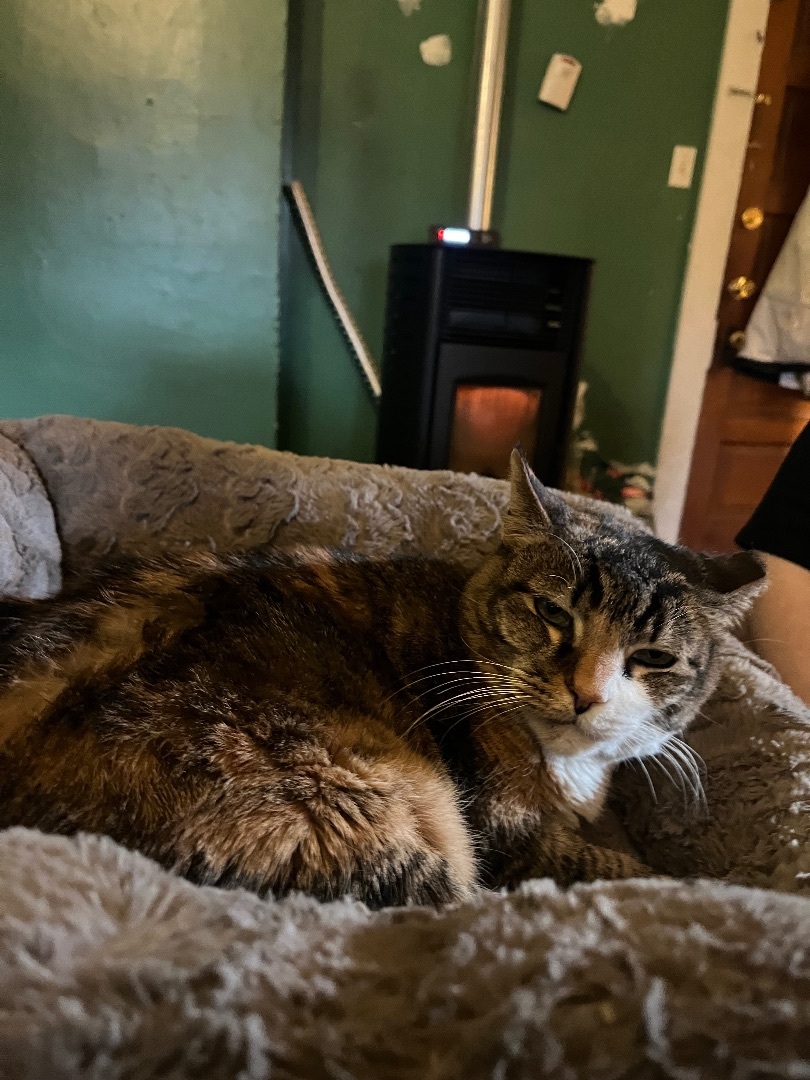 Pumpkin, Adoptable, Senior Female Torbie & Domestic Short Hair.