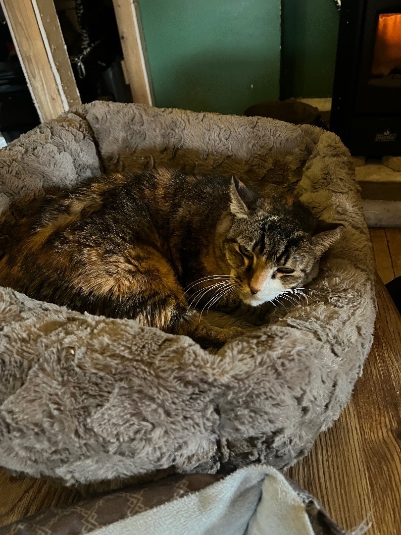 Enlarge Pumpkin, a Adoptable mixed breed in Newark valley, NY image 2/6