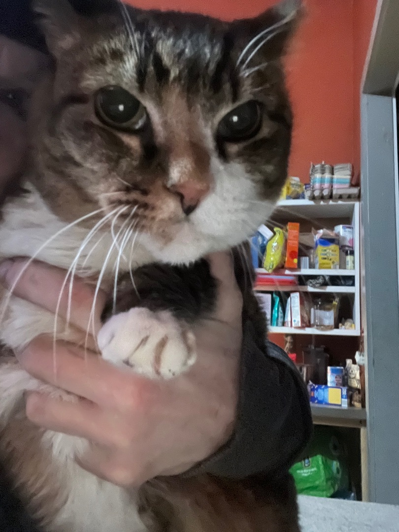 Enlarge Pumpkin, a Adoptable mixed breed in Newark valley, NY image 4/6