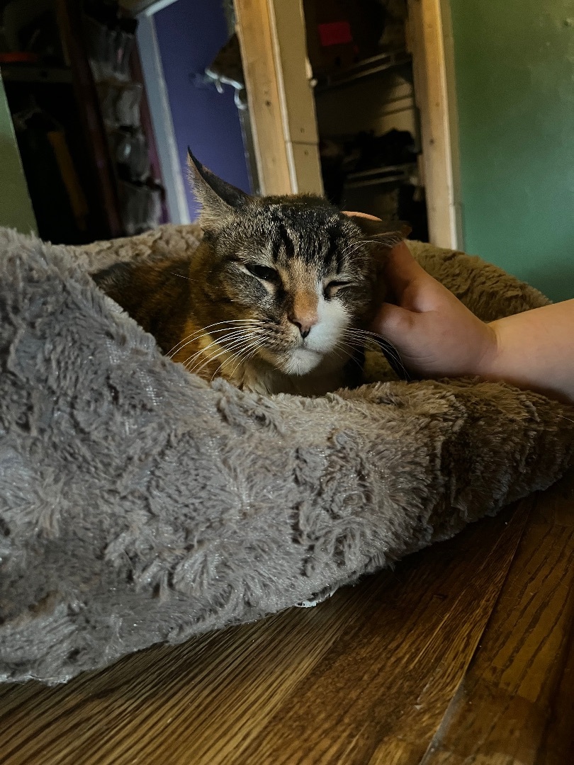 Enlarge Pumpkin, a Adoptable mixed breed in Newark valley, NY image 5/6