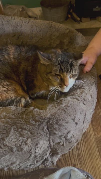 Enlarge Pumpkin, a Adoptable mixed breed in Newark valley, NY video 6/6