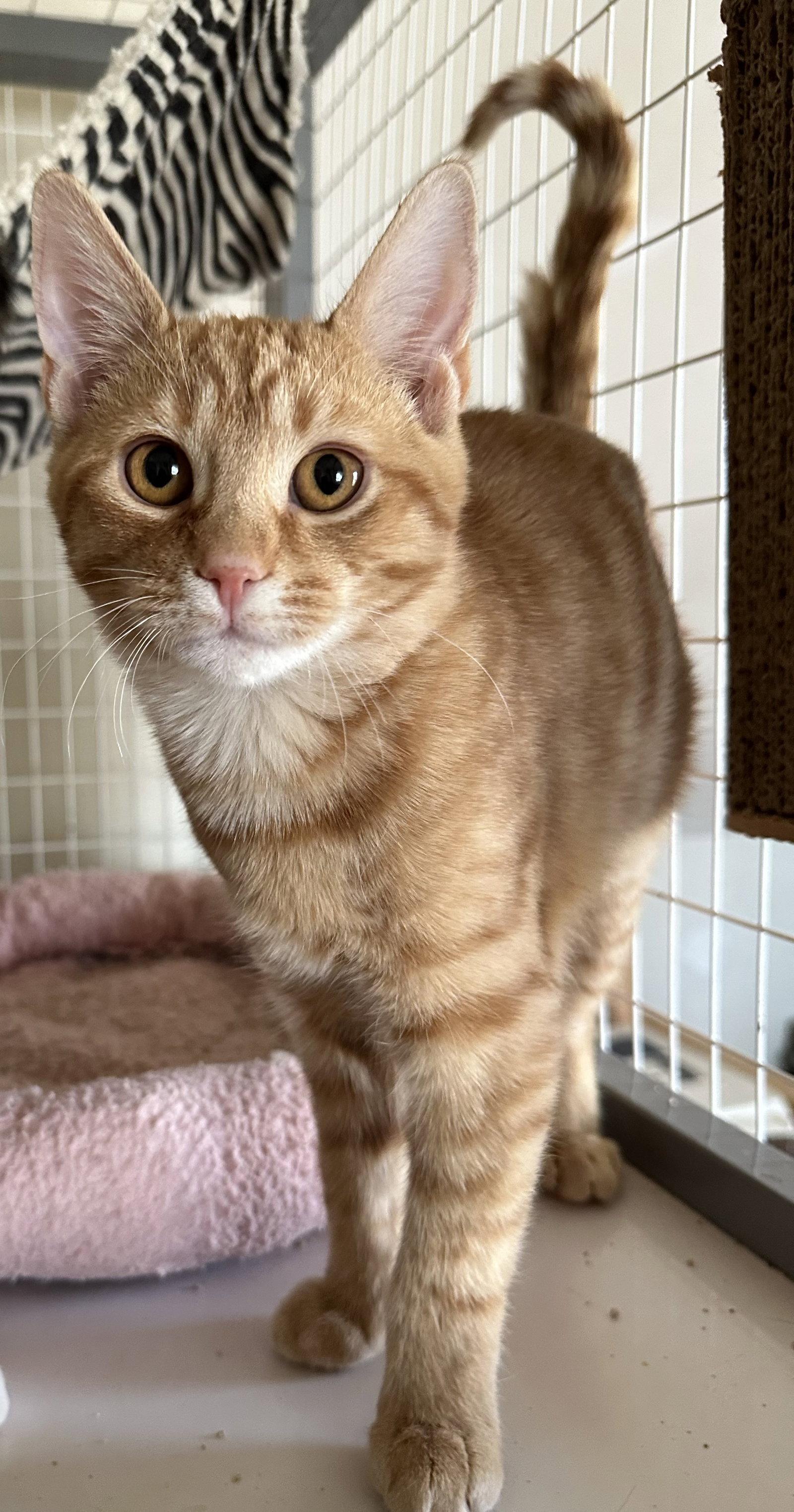 Gingerbread, Adopted, Young Male Domestic Short Hair.