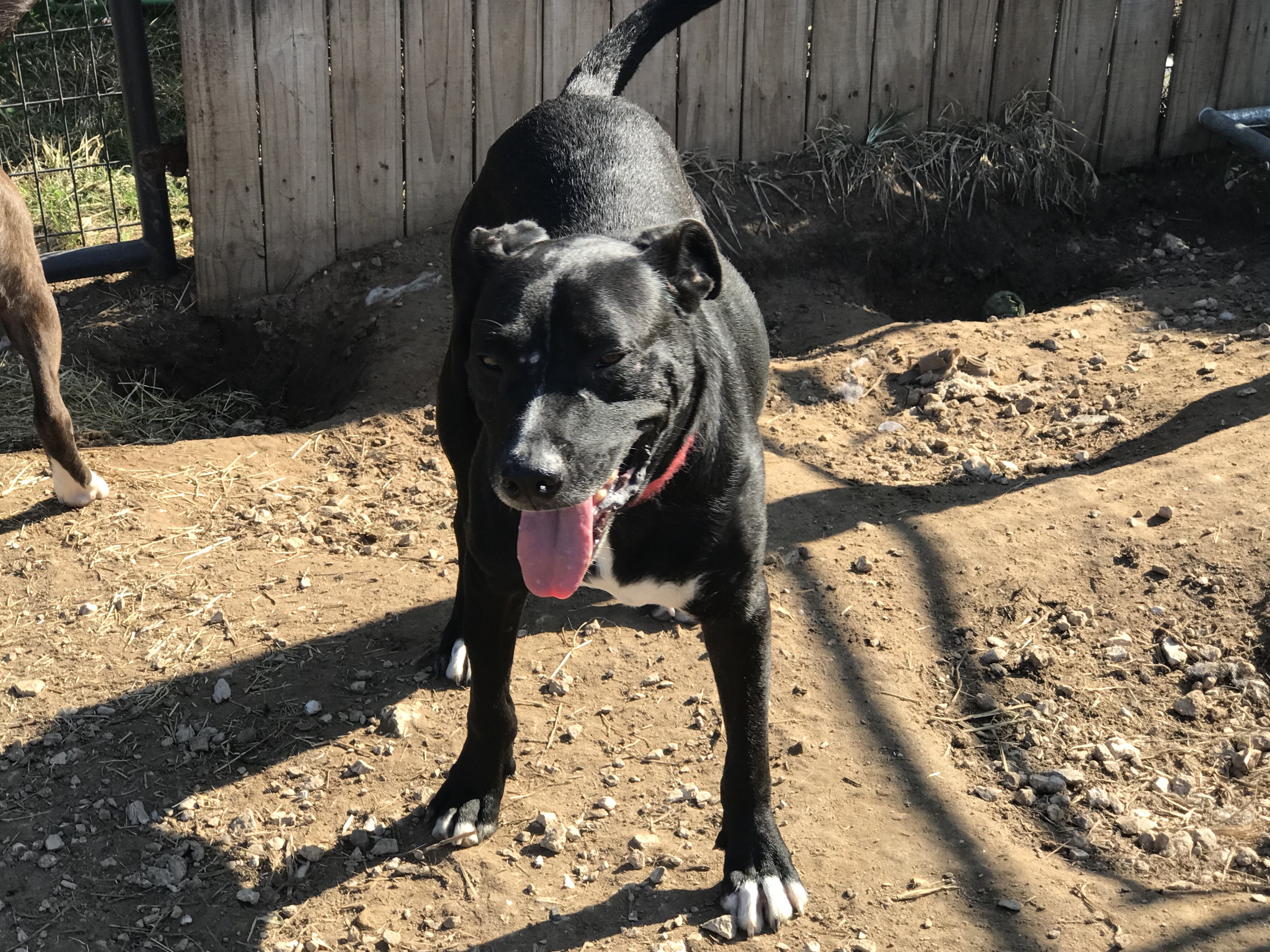 Atlas, Young Male Black Labrador Retriever