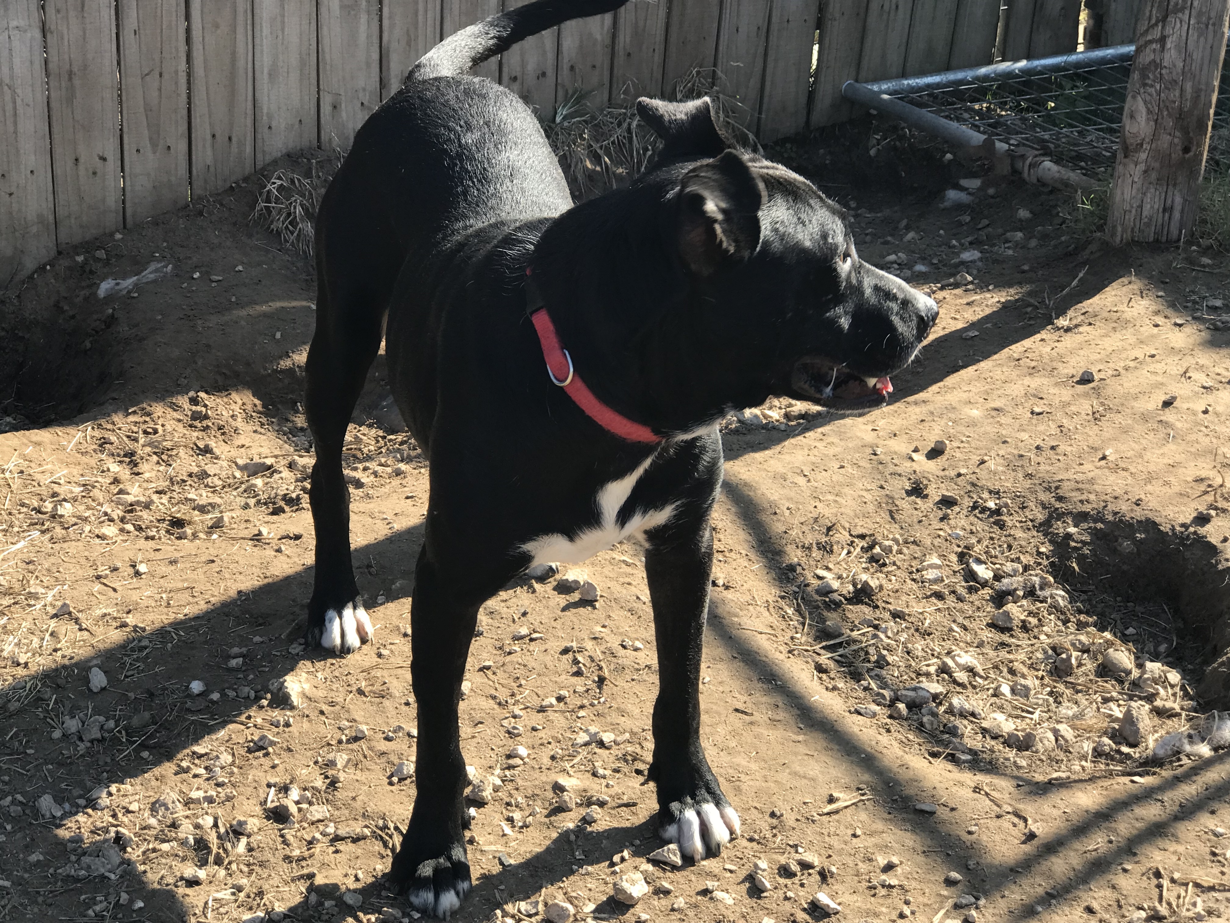 Atlas, a Adoptable mixed breed in Rockdale, TX image 2/12