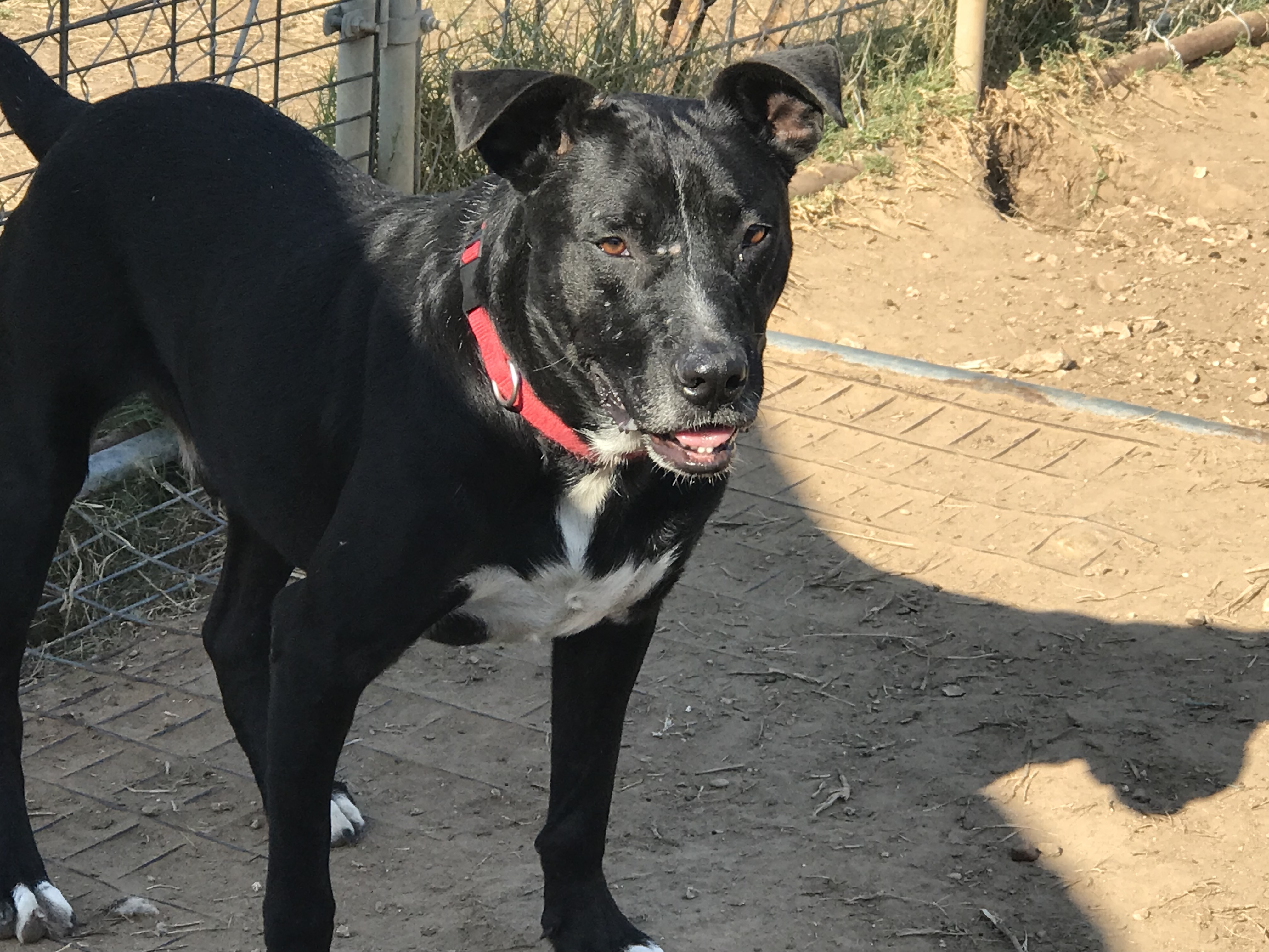 Atlas, a Adoptable mixed breed in Rockdale, TX image 3/12