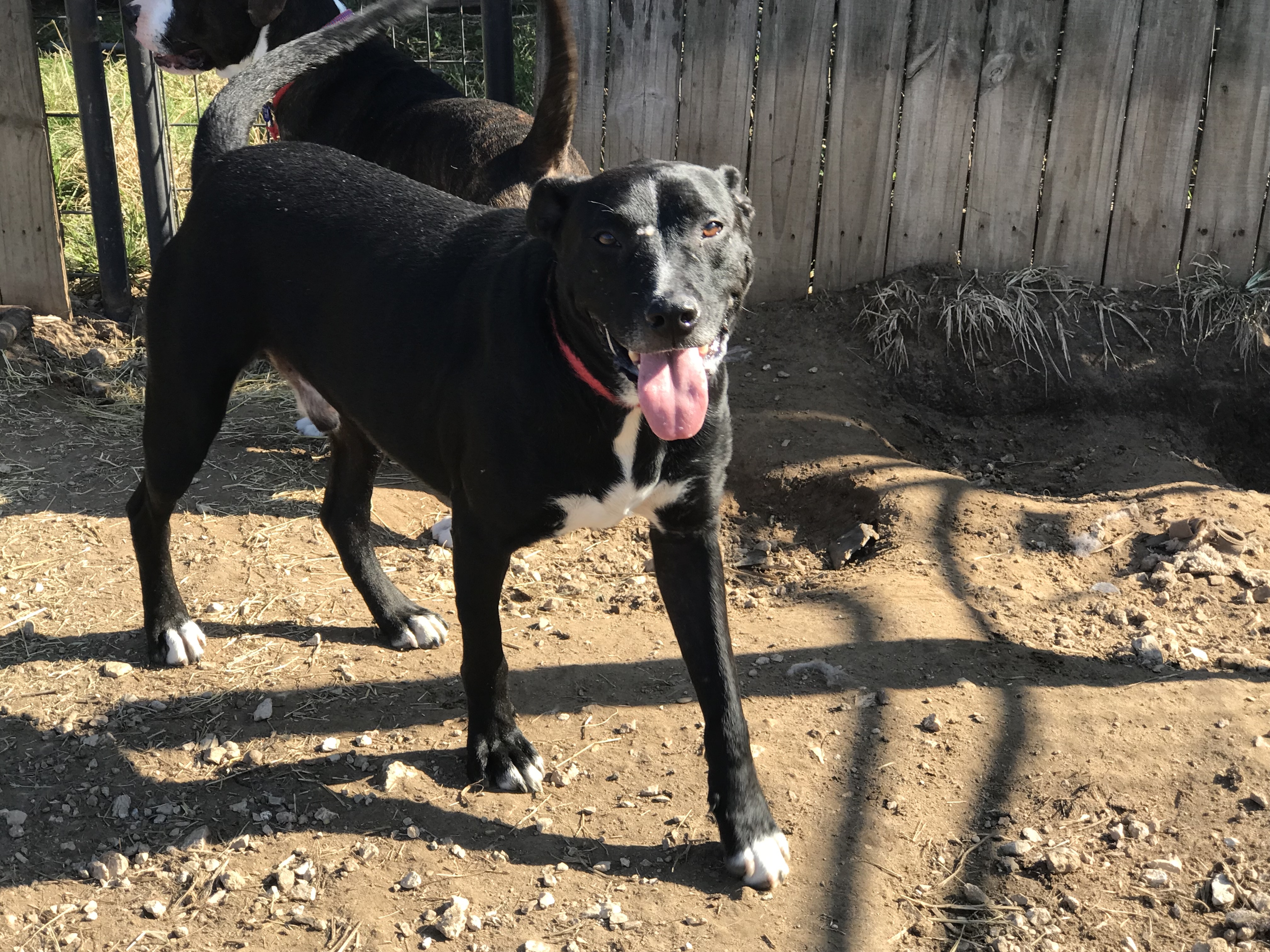 Atlas, a Adoptable mixed breed in Rockdale, TX image 4/12