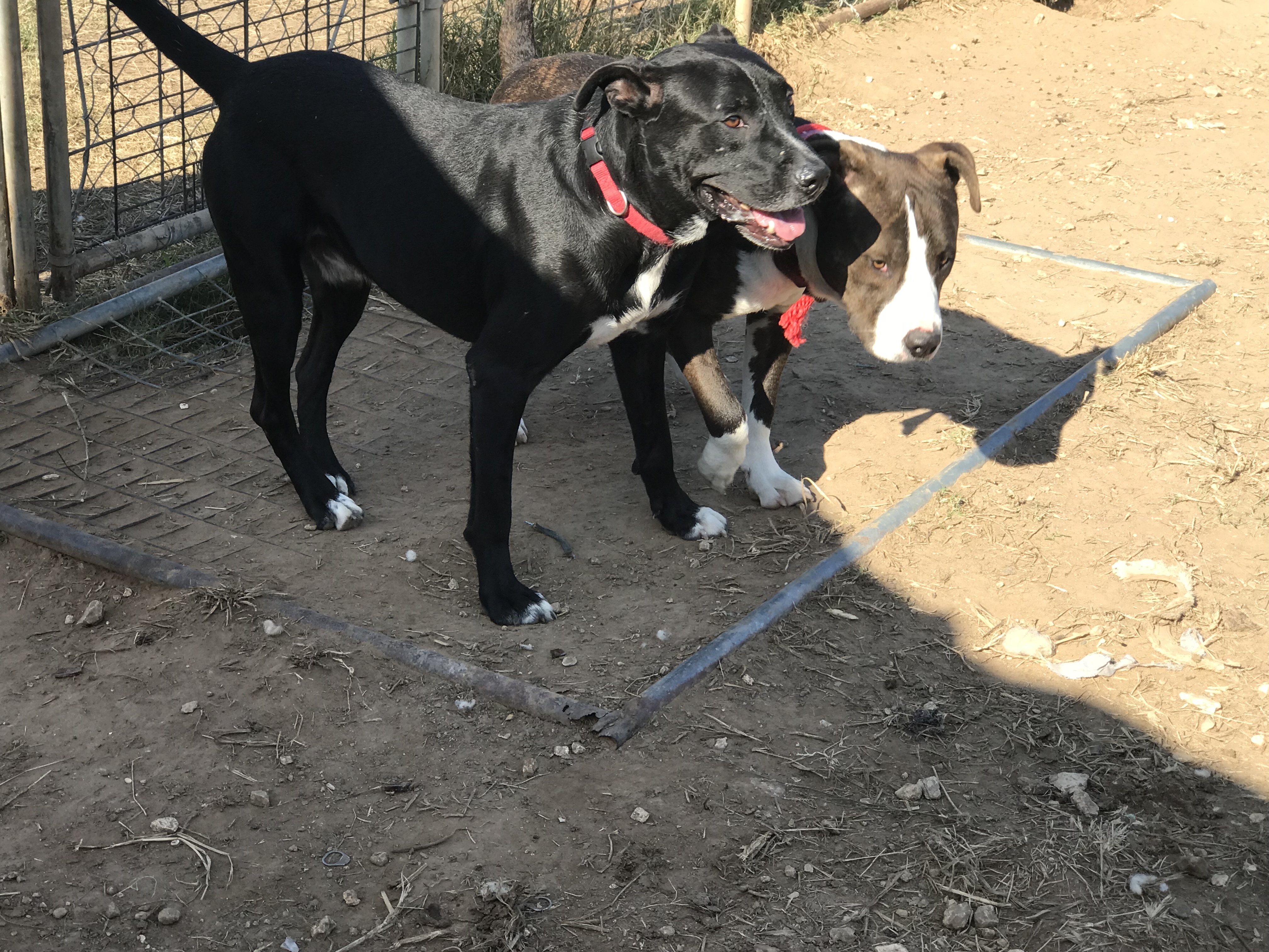 Atlas, a Adoptable mixed breed in Rockdale, TX image 5/12