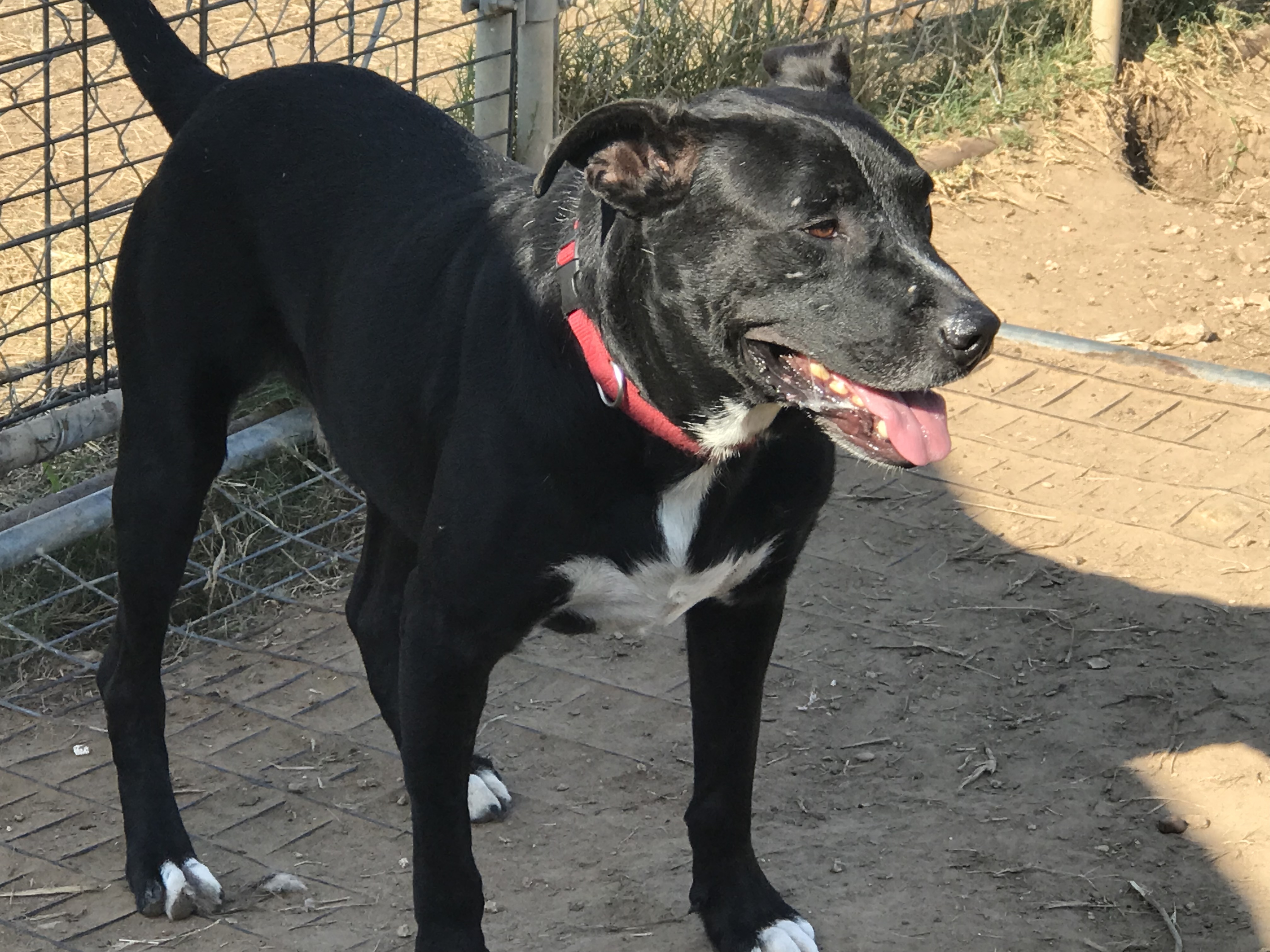 Atlas, a Adoptable mixed breed in Rockdale, TX image 6/12