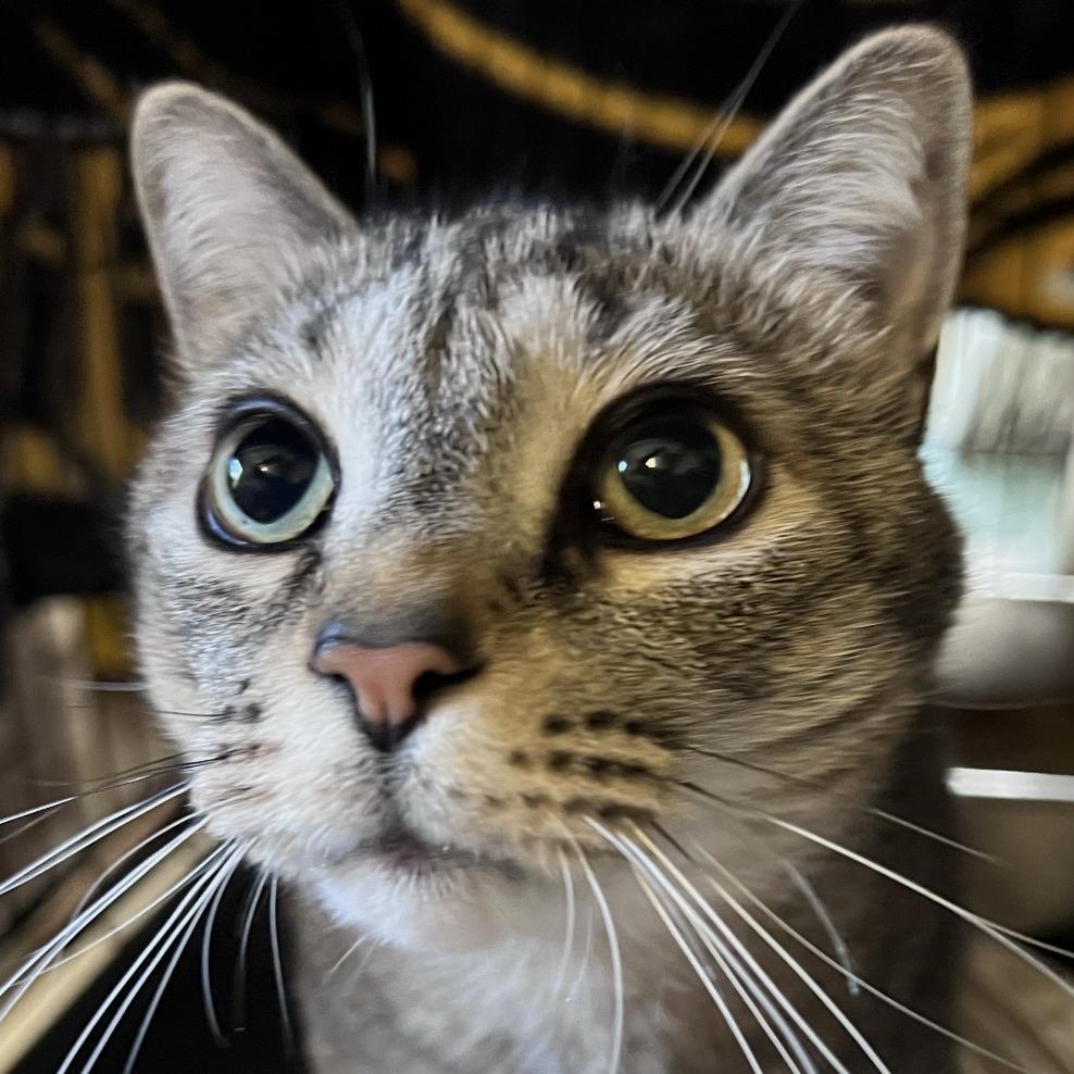 Benny, Adoptable, Adult Male Domestic Short Hair.